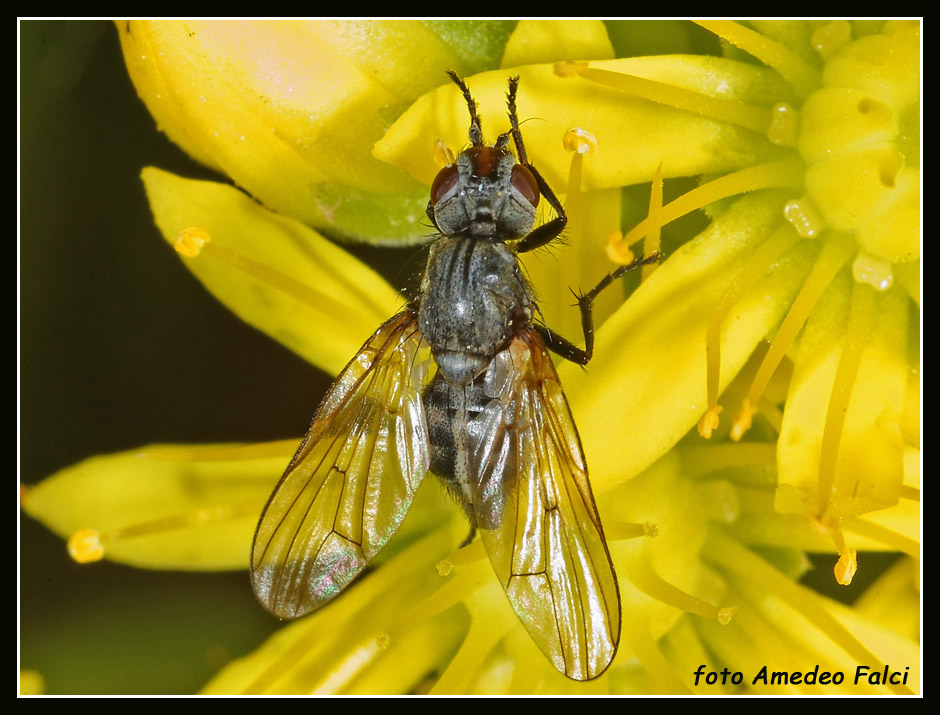 Ulidiidae siciliano da determinare: Otites cf. anthomyiina